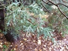 Cupressus arizonica var. glabra 'Silver Smoke'