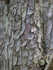 Hesperocyparis arizonica var glabra