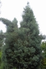 Cupressus arizonica