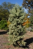 Cupressus glabra