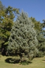 Hesperocyparis glabra