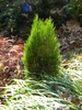 x Hesperotropsis leylandii 'Reco'