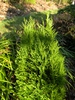 x Hesperotropsis leylandii 'Reco'