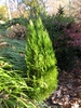 x Hesperotropsis leylandii 'Reco'