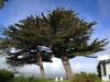 A pair of large, wind-swept trees growing on the coast.
