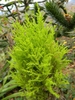 Small conifer with chartreuse needle foliage.