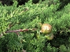 Branches with scale leaves and several roundish closed cones.