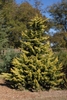 Youn pyramidal tree with golden yellow branch tips.