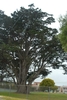 Mature tree with many spreading branches & open crown.
