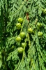 Developing cones