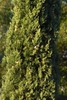 Cupressus sempervirens