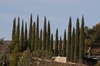 Cupressus sempervirens