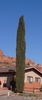 Cupressus sempervirens