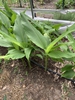 C. longa- White Mango turmeric