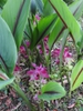 C. aromatica plant in bloom (Wild turmeric)