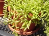 Potted plant with succulent. Leaves like little green bananas.