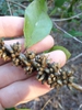 Fruit
