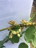 Plant in bloom
