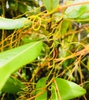 stems