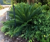 Form - June - Wake Co., NC