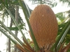 Male cone
