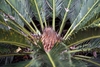 Female C. revoluta