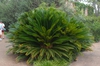 Cycas revoluta
