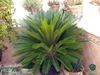 palm-like plant with pinnate leaves and short stout trunk