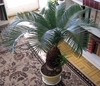 Cycad growing in a pot