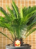 Cycad growing in a pot