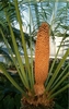 Male cone of C. rumphii