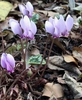 Flowers - Fall - Wake Co., NC