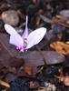 flowers have reflexed petals and a darker eye at the center