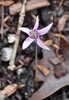 Cyclamen hederifolium