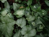 Leaves
