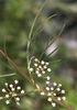 Cyclospermum leptophyllum