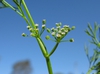 Cyclospermum leptophyllum flowerhead
