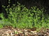 Cyclospermum leptophyllum habit