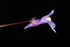 Side view of flower (Port Deposit, MD)-Mid Summer