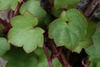 Green leaves with lobed margins (Port Deposit, MD)-Mid Summer