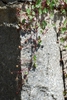 Plant growing on a structure (Port Deposit, MD)-Mid Summer