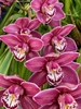 Pink flowers with spotted inner petals