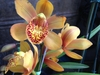Yellowish flower with spotted inner petals