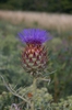 Cynara cardunculus
