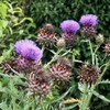 Cynara cardunculus