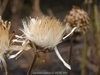 Cynara cardunculus