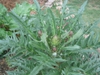 Artichoke plant with flower buds