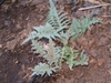 Artichoke leaves emerging in the spring