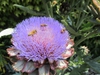 Artichoke flower
