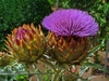 Cynara cardunculus bud and inflorescence